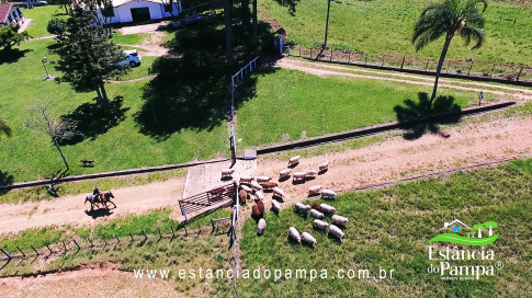 VAI ATE MANGUEIRA OVELHAS.00_02_53_23.Quadro038_e7e1382fb6019ba6a032dd8a1e209334444de8a2.jpg